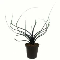 Flying Squid Mask Plant - Alocasia - Rare Houseplant -4" Pot -Collector's Series -HIRTS Sales apiit5wlz 93846.1608499766