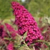 BUZZ™ Velvet Butterfly Bush - Compact/Short - Heavy Blooms -Gallon Pot- Buddleia -HIRTS Sales apiiyzsvd 25066.1592333690