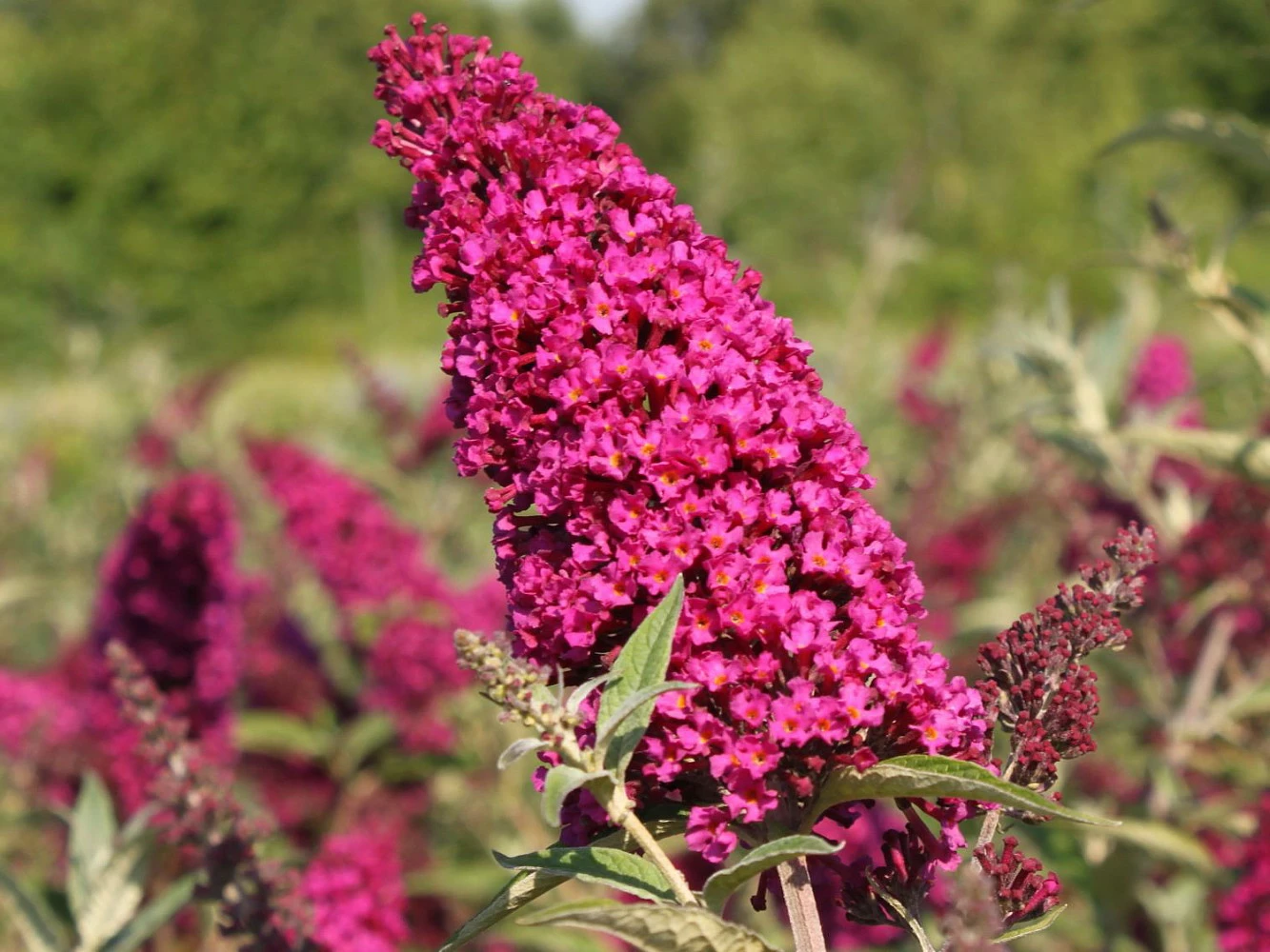 BUZZ™ Velvet Butterfly Bush - Compact/Short - Heavy Blooms -Gallon Pot- Buddleia 3 BUZZ™ Velvet Butterfly Bush - Compact/Short - Heavy Blooms -Gallon Pot- Buddleia