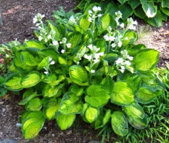 Rainforest Sunrise Hosta Perennial - Shade Lover - Quart Pot