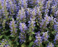 Chocolate Chip Ajuga - Carpet Bugle - Miniature Leaves - 48 Plants -1 3/4" Pot -HIRTS Sales apij0fbve 99713.1616634180