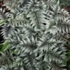 Giant Godzilla Japanese Painted Fern - Athyrium - Shade Lover -Hardy- Gallon Pot -HIRTS Sales apij5evlw 13215.1592323736