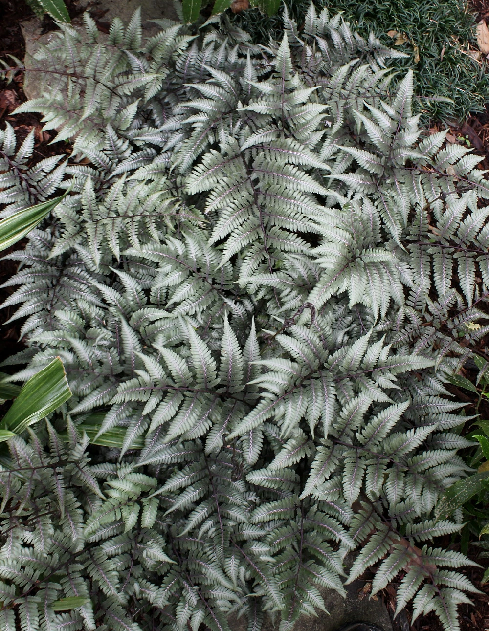 Giant Godzilla Japanese Painted Fern - Athyrium - Shade Lover -Hardy- Gallon Pot 3 Giant Godzilla Japanese Painted Fern - Athyrium - Shade Lover -Hardy- Gallon Pot