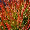 Firesticks Pencil Cactus - Euphorbia - Easy To Grow/Hard To Kill! - 6" Pot -HIRTS Sales apijalrj4 76458.1592327322