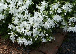 White Delight Creeping Phlox Perennial - Quart Pot -HIRTS Sales apijc5zhl 00516.1592333682