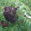 Wyldewood Elderberry Perennial Shrub - Sambucus - Native - 3.25" Pot