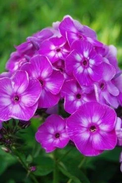 Max Frei Hardy Geranium - Bloody Cranesbill - Live Plant - Gallon Pot -HIRTS Sales apijinv7i 09737.1616967198
