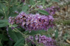 Humdinger® Lavender Cupcake Butterfly Bush - Buddleia - Compact - Gallon Pot -HIRTS Sales apijkhf4q 94034.1592318271