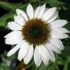 Pow Wow White Coneflower - Echinacea - Live Plant - Quart Pot 1 Pow Wow White Coneflower - Echinacea - Live Plant - Quart Pot -HIRTS Sales apijnprkf 13519.1592325952