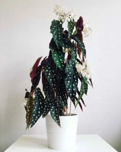 Rare Polka Dot Bat Wing Begonia Plant - Begonia Maculata Variegata - 6" Pot -HIRTS Sales apijo95d9 49510.1592324998