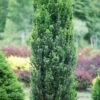 Stonehenge® Yew Taxus X Media - 4" Pot - Proven Winners -HIRTS Sales apijomevz 37628.1632142038
