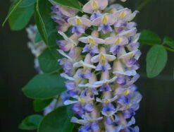 Blue Moon Wisteria Vine - Huge Fragrant Blooms - 4" Pot -HIRTS Sales apijr1pk0 74886.1592326381
