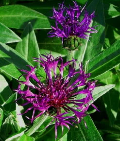 Amethyst Dream Mountain Bluet - Centaurea Montana - Quart Pot -HIRTS Sales apik2p5t2 50131.1592323241