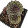 Pacific Blue Ice Hens & Chicks - Sempervivum - Very Hardy - Live Plant - Quart Pot 2 Pacific Blue Ice Hens & Chicks - Sempervivum - Very Hardy - Live Plant - Quart Pot -HIRTS Sales apikbhqkd 30071.1592327054