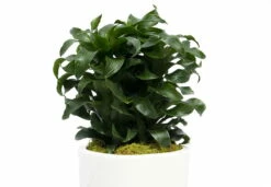 Twister Dragon Tree - Dracaena Fragrans - 6" Pot - Easy To Grow House Plant 8 Twister Dragon Tree - Dracaena Fragrans - 6" Pot - Easy To Grow House Plant -HIRTS Sales apikh5bmb 00534.1630600088