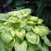 City Lights Hosta - Quart Pot -HIRTS Sales apikhrjx2 27278.1592334066