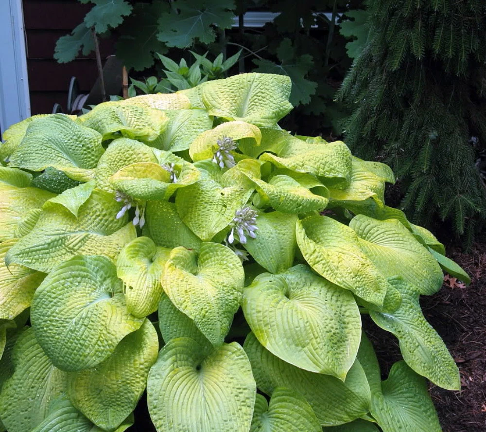 City Lights Hosta - Quart Pot 3 City Lights Hosta - Quart Pot