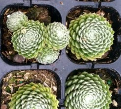 Forest Frost Hens & Chicks - Sempervivum - Very Hardy - Quart Pot -HIRTS Sales apikhu4kq 83599.1592329587