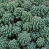 Himalayan Skies Sedum - Stonecrop - Fairy Garden - Live Plant - Quart Pot 2 Himalayan Skies Sedum - Stonecrop - Fairy Garden - Live Plant - Quart Pot -HIRTS Sales apikifjya 29545.1592325098