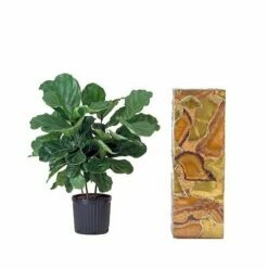 Hirt's Fiddleleaf Fig Tree - Ficus - Great Indoor Tree - Easy - 6" Pot 9 Hirt's Fiddleleaf Fig Tree - Ficus - Great Indoor Tree - Easy - 6" Pot -HIRTS Sales apikjoi4z 23771.1592317426