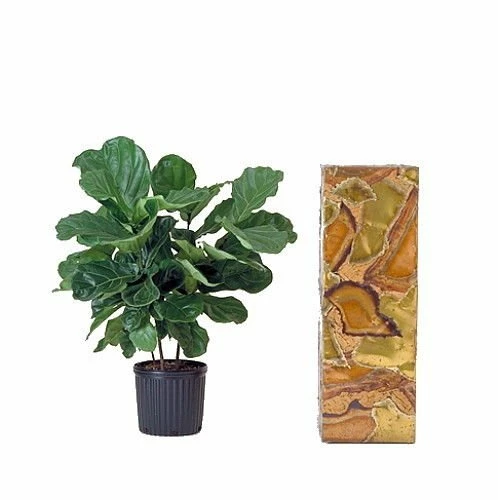 Hirt's Fiddleleaf Fig Tree - Ficus - Great Indoor Tree - Easy - 6" Pot 6 Hirt's Fiddleleaf Fig Tree - Ficus - Great Indoor Tree - Easy - 6" Pot - Image 4