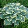 Robert Frost Hosta - Live Plant Quart Pot -HIRTS Sales apiklb7hg 62836.1609281547