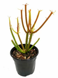Firesticks Pencil Cactus - Euphorbia - Easy To Grow/Hard To Kill! - 6" Pot -HIRTS Sales apiklx68p 38064.1592327322