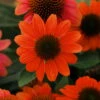 Hot Coral Sombrero® Coneflower Perennial - Echinacea - Gallon Pot -HIRTS Sales apikseocp 72414.1592318768