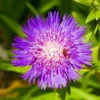 Honeysong Purple Stokes Aster Perennial - Stokesia - Gallon Pot -HIRTS Sales apikta11v 40044.1592330226