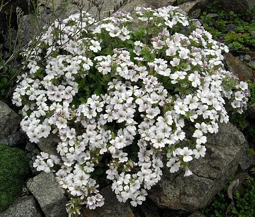 Babies Breath Mouse Ear - Gypsophila Cerastioides - Quart Pot 4 Babies Breath Mouse Ear - Gypsophila Cerastioides - Quart Pot - Image 2