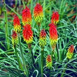 Fire Dance Red Hot Poker - Kniphofia - Loves The Sun - Gallon Pot -HIRTS Sales apilclaup 19958.1592330775