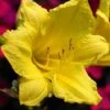 Happy Returns Reblooming Daylily - Hemerocallis - Quart Pot -HIRTS Sales apilebunl 07462.1592318729
