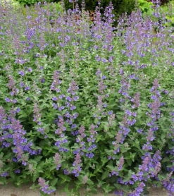 Junior Walker Catmint Perennial - Nepeta Faassenii - Shotgun Blooms -Quart Pot -HIRTS Sales apilf2aqm 36944.1592326595