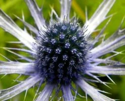 Blue Glitter Sea Holly Perennial - Eryngium - Live Plant - Quart Pot -HIRTS Sales apilgkmqb 78182.1592323724