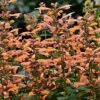 Mango Tango Hummingbird Mint - Agastache - Anise Hyssop - Hardy - Quart Pot 1 Mango Tango Hummingbird Mint - Agastache - Anise Hyssop - Hardy - Quart Pot -HIRTS Sales apili1iyl 78560.1592325358