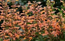 Mango Tango Hummingbird Mint - Agastache - Anise Hyssop - Hardy - Quart Pot