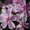 Candy Stripes Creeping Phlox Perennial - Live Plant - Quart Pot -HIRTS Sales apilkca2y 44373.1592326582