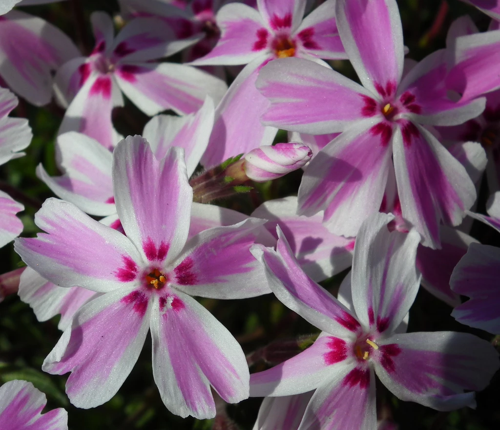 Candy Stripes Creeping Phlox Perennial - Live Plant - Quart Pot 3 Candy Stripes Creeping Phlox Perennial - Live Plant - Quart Pot