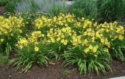 Happy Returns Reblooming Daylily - Hemerocallis - Quart Pot -HIRTS Sales apilouy3b 83324.1592318730