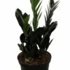 Rare Black Raven ZZ Plant - Zamioculcas Zamiifolia - 6" Pot - Collector's 2 Rare Black Raven ZZ Plant - Zamioculcas Zamiifolia - 6" Pot - Collector's -HIRTS Sales apilp0zz7 95988.1640122347