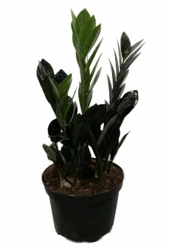 Rare Black Raven ZZ Plant - Zamioculcas Zamiifolia - 6" Pot - Collector's