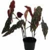 Rare Polka Dot Bat Wing Begonia Plant - Begonia Maculata Variegata - 6" Pot -HIRTS Sales apilur28k 55175.1592324997