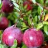 American Pilgrim Cranberry Bush - Great Groundcover - Delicious - 3.25" Pot -HIRTS Sales apilxpeqn 36990.1592323365