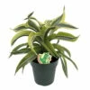 Lemon Surprise Madagascar Dragon Tree-Dracaena- 6" Pot- Easy To Grow House Plant 2 Lemon Surprise Madagascar Dragon Tree-Dracaena- 6" Pot- Easy To Grow House Plant -HIRTS Sales apim1v9xp 77091.1592318159