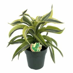 Lemon Surprise Madagascar Dragon Tree-Dracaena- 6" Pot- Easy To Grow House Plant
