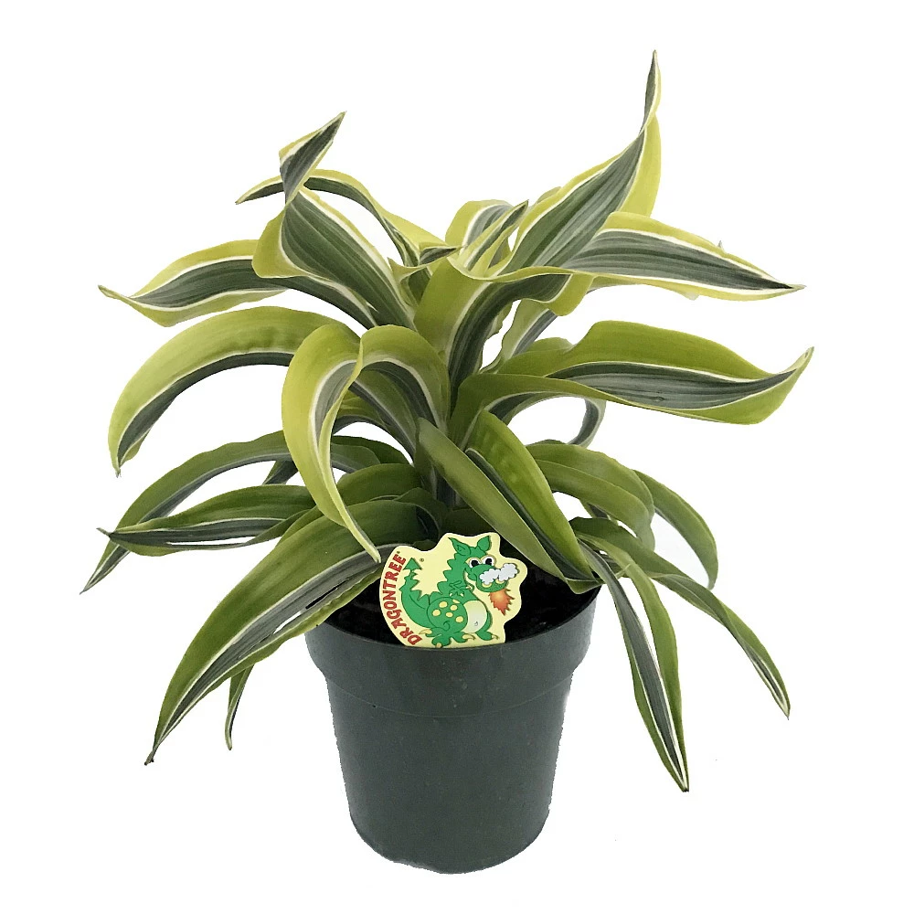 Lemon Surprise Madagascar Dragon Tree-Dracaena- 6" Pot- Easy To Grow House Plant 3 Lemon Surprise Madagascar Dragon Tree-Dracaena- 6" Pot- Easy To Grow House Plant