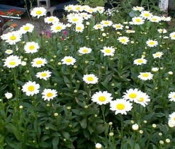 Becky Shasta Daisy - Leucanthemum - 2003 Plant Of The Year - Quart Pot -HIRTS Sales apim3f2yt 50263.1592323216