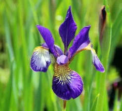 Caesar's Brother Siberian Iris - Deep Velvety Blue - Quart Pot