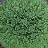 Thundercloud Sedum - Hardy Perennial Groundcover - Quart Pot