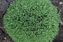 Thundercloud Sedum - Hardy Perennial Groundcover - Quart Pot